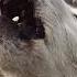 Wolf Howling Sound Effect