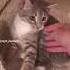 КОТЁНОК КОТОРЫЙ УМЕЕТ ГОВОРИТЬ КАК ИГРАТЬ С КОТЕНКОМ ИГРУШКИ ДЛЯ КОТЕНКА ГОВОРЯЩИЙ КОТ