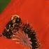 Last Poems Of Wallace Stevens Prelude