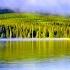Singing The Nightingale And Chopping Cuckoo Will Relieve Stress Normalize Pressure Calm The Nerv