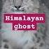 Snow Leopard The Himalayan Ghost
