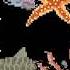 Sea Animals Collecion Kids Picture Show