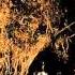 Wolves In The Throne Room Cleansing