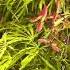 Клён дланевидный Acer Palmatum Dissectum Парк Садов Garden Acer клен