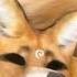 FOX MASK IDEAS Therian Theriangear Therianthropy Fyp Foxtherian Fox Therianmask Foxmask Mask