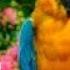 Parrot попугай To Tiqush