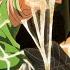 Assassination Guild AMV Round N Round