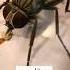 سبحان الله العظيم اكبر ذبابة في العالم The Biggest Fly In The World