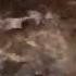 Still More River Otters