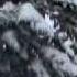 Dreaming Trees 11