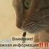 Просто запомните втоп Cat видосыоткота юмор прикольныекоты врек кот веселыекоты котики