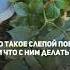 Слепые побеги у розы какобрезатьрозу слепыепобеги розабрест