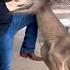 Feisty Kangaroo Attacks Tourists