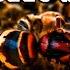 Honey Bees Warm UP And Defend Themselves During Cold Weather Hornet Attack October Stress SOUNDS