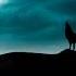 Wolf Howling Sound Effect Shorts