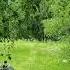 Relaxing To The Sounds Of Birdsong In The Summer Forest