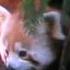 Red Panda Day At Sequoia Park Zoo