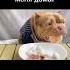 ебать он блюванул Shorts Viral Youtubeshorts Meme Memes Youtube