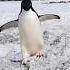 PENGUIN Penguin Sounds 1