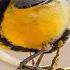 Tits In The Lens Journey Into The Bird World