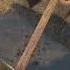 KCD2 How To Finish Forge A Replica Of Sir Valentine S Sword Kingdom Come Deliverance 2