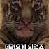 눈 속에 혼자있던 길 잃은 큰 고양이
