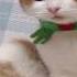Lompat Si Katak Lompat Wmv