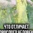 Что Отличает ВЗРОСЛОГО от РЕБЕНКА ДЕТСКАЯ ПОЗИЦИЯ