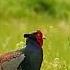 Birdlover Birds Bird птицы птица фазан Birdwatching