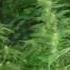 Ich Rauch Mein Ganja Seed Feat Benjie