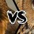 Hawk Vs Owl Who Would Win A Fight