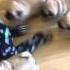 Pug Chase