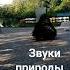 природа звуки птиц парк