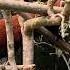International Red Panda Day 2020 SMILE Humboldt