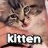 My Kitten S Name Reveal Cat Cute Shorts