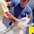 Alborz S Struggle For Valila S Freedom And The Fight With The Sheep Buyer