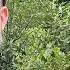 THIS IS THE TIME TO PRUNE