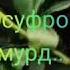 Рози Дил Kholmuhammad TJ