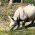 A Rare Rhino Moment Just The Two Of Us Animals Wildlife Travel