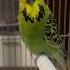 Малыш болтун ВВП Чех Birds волнистый попугай птицы Animals попугайчики малыш животные