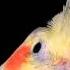 Обучение кореллы напевать звук сигнализации Teaching Cockatiel Sing Car Alarm