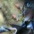 Avatar Extended Collectors Edition Trailer