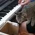 Piano With Animals