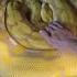 Retics Are The Obsession Reticulatedpython Retic Snake Reptiles