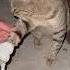 2025 06 20 Tom Didnt Like Bandage Removed Cat Funnycat Animals