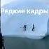Айсберг перевернулся с людьми на нем природа