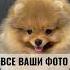 Милая девочка померанский шпиц шпиц питомец померанскийшпиц