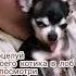 Поцелуй своего котика в лоб и посмотри на его реакцию