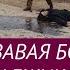 Кровавая бойня на таджикской границе новые подробности 07 11 19