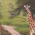 ANIMAL CROSSING 2 Giraffes Strike A Pose In Naivasha Kenya